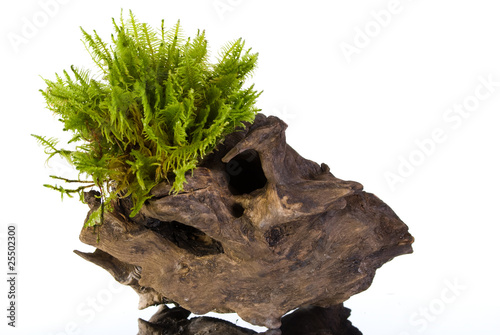 Moss on a stump