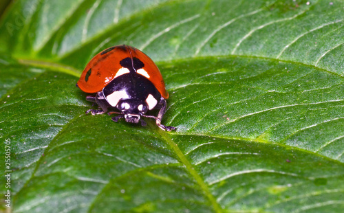 macro portrait of the ladybug