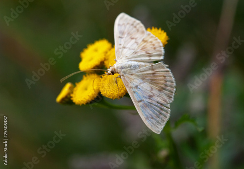 weißer Schmetterling © Rhönbergfoto