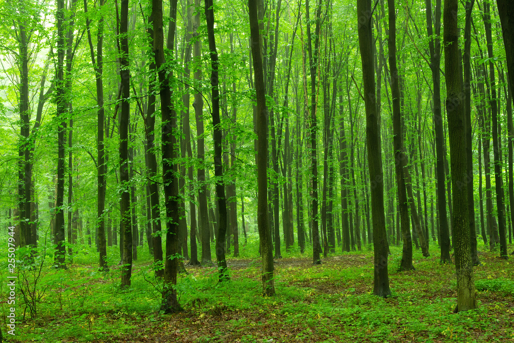 nature nature