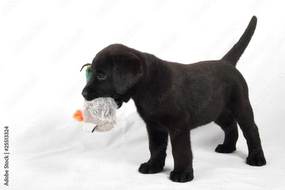 studio portrait of baby labrador with duck stuffed animals studio portrait of baby labrador with duck stuffed animals