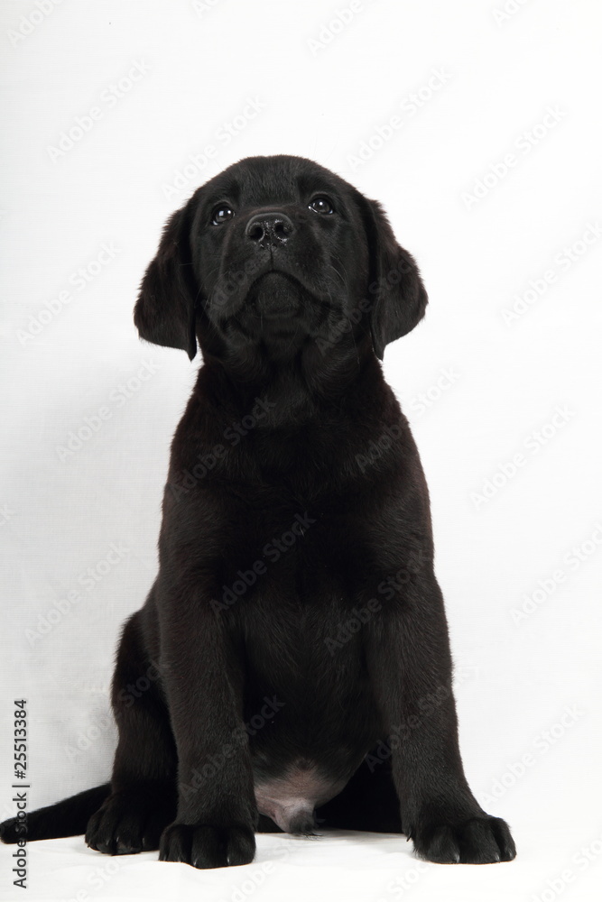 studio portrait of a labrador puppy studio portrait of a labrador puppy