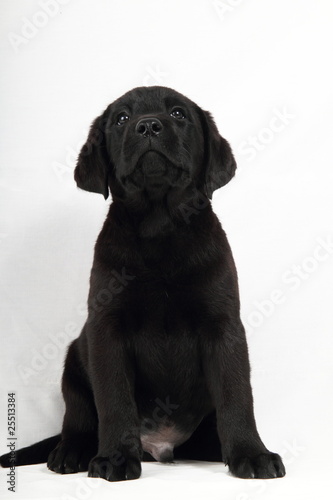 studio portrait of a labrador puppy