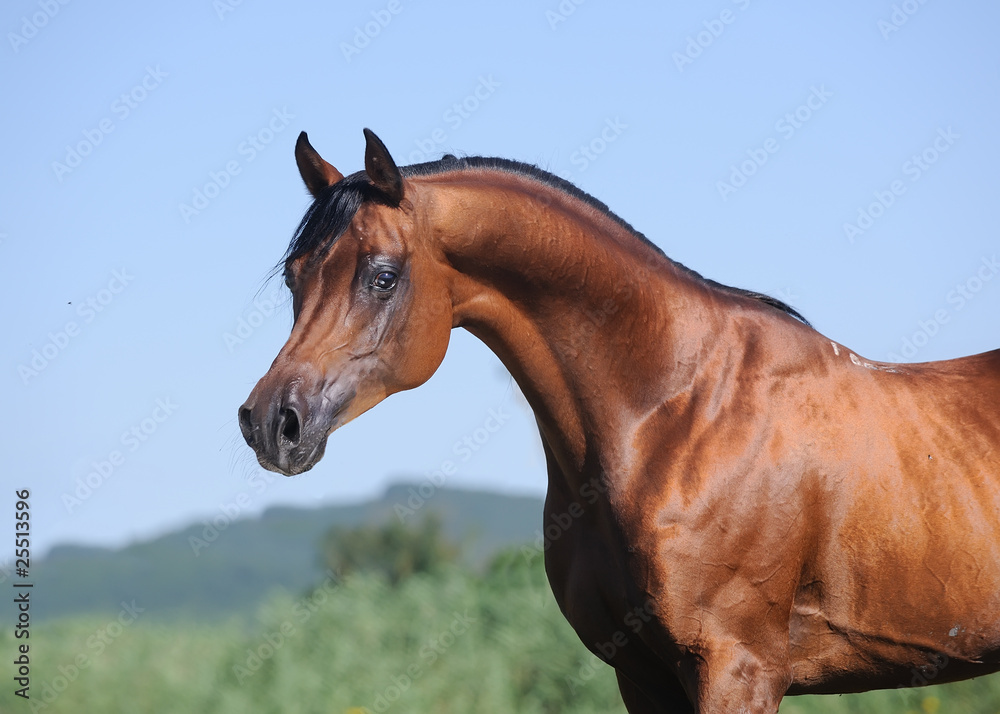 Fototapeta premium portrait of beautiful brown arabian horse
