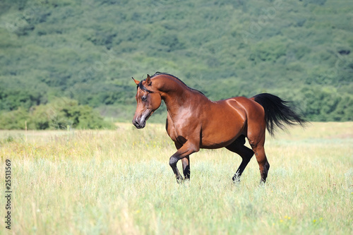 beautiful brown arabian horse running trot on pasture