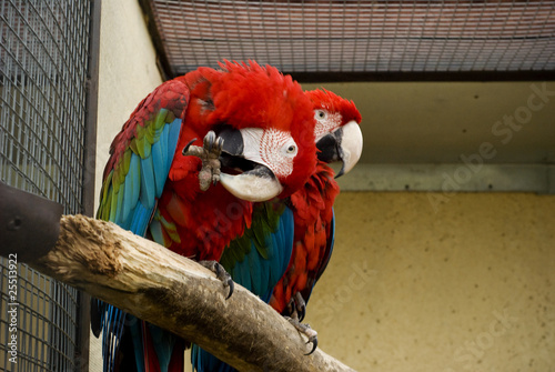 Two red perrots sit in a cage photo