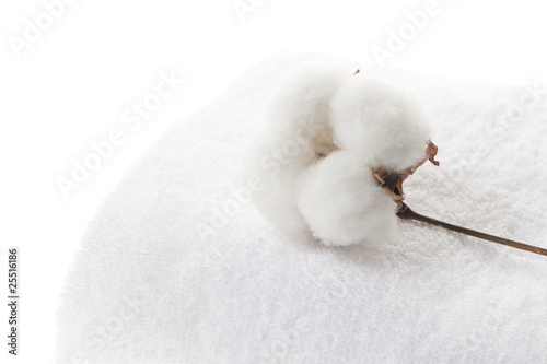 コットン cotton © mykeyruna