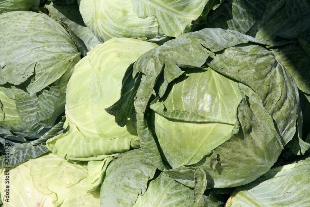 cabbages cabbages