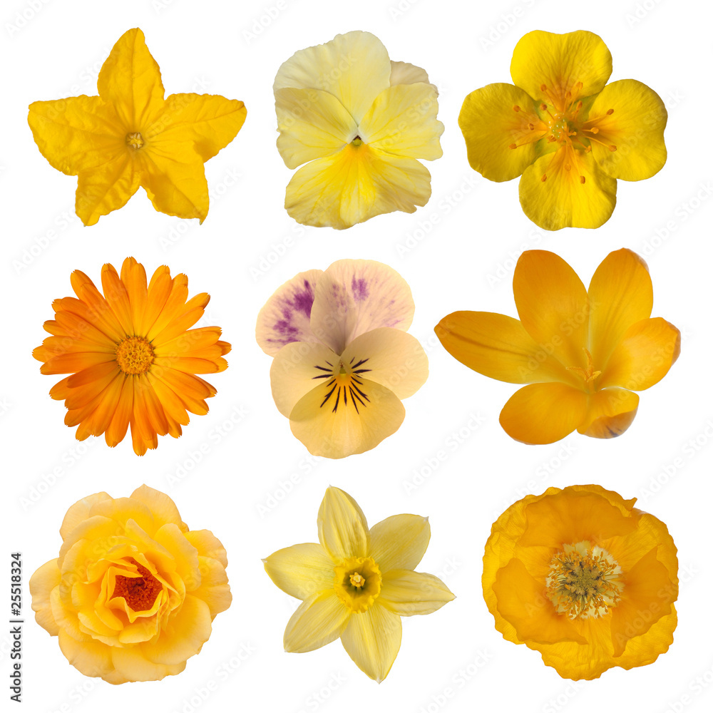 Fototapeta premium Collection of yellow/orange flowers