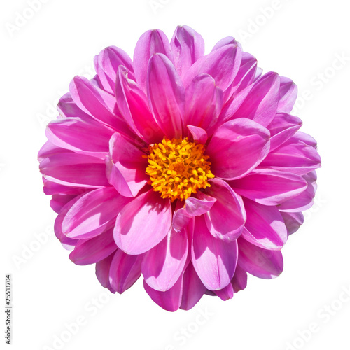 Pink Dahlia Flower Isolated on White