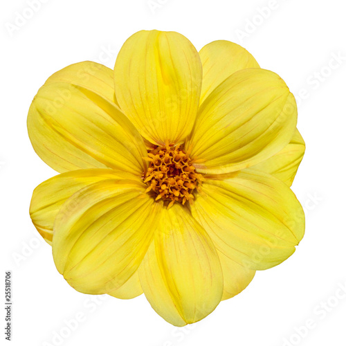 Yellow Dahlia Flower Isolated on White Background