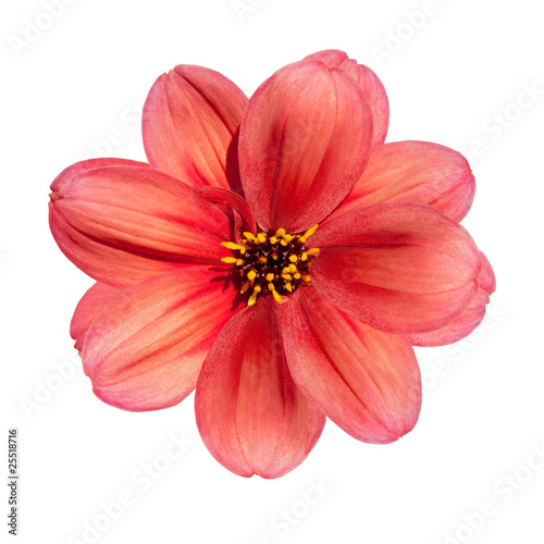 Red Dahlia Flower Isolated on White Background © tr3gi