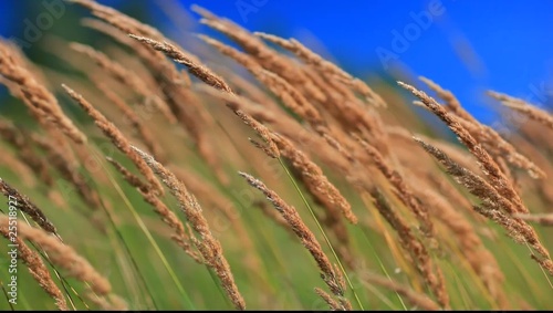 Native grass spikelets flapping on the wind