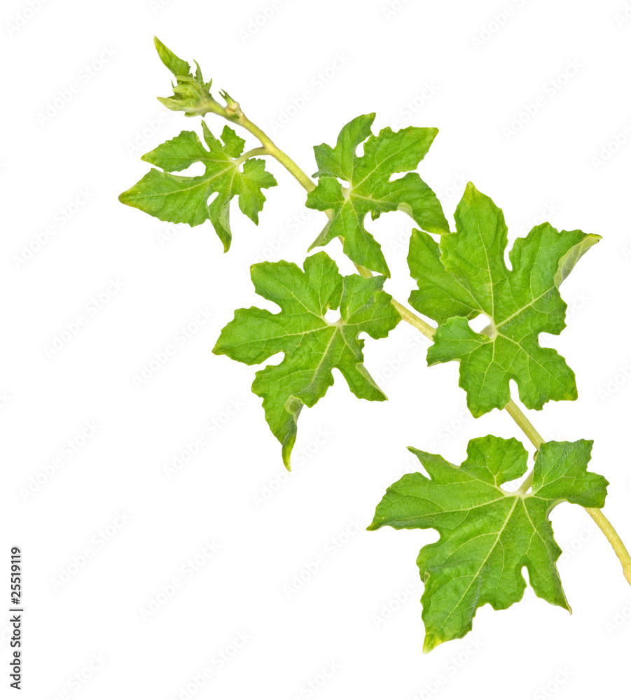 Melon vine isolated on white background Melon vine isolated on white background