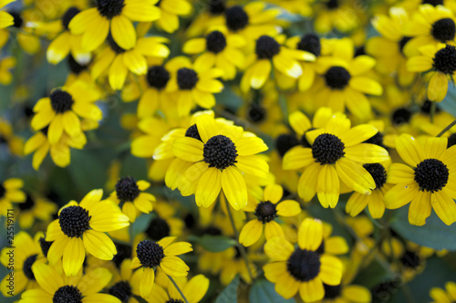 ルドベキアの花