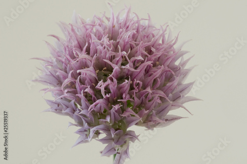 Schnittlauch, Allium schoenoprasum, Alliaceae