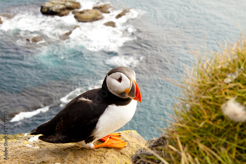 Colorful puffin in latrabjarg - Iceland