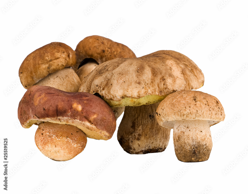 porcini mushrooms and moss isolated on white background porcini mushrooms and moss isolated on white background