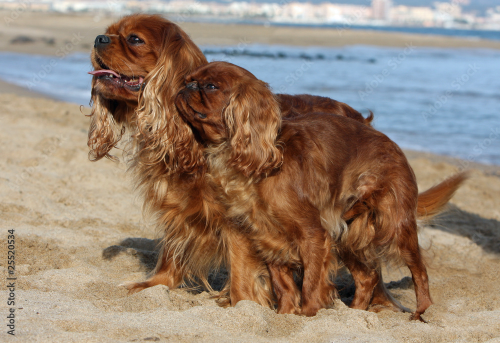 épagneul et cavalier king charles sur une plage