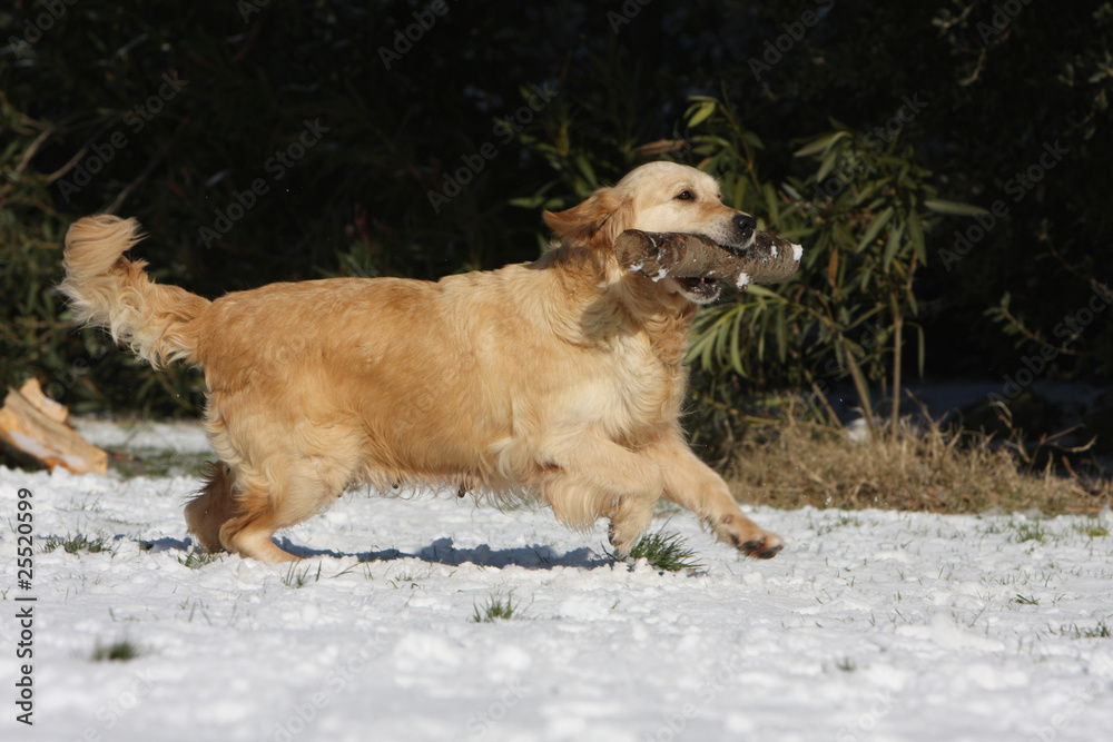 golden retriever running on the snow