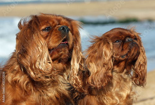 mimétisme pour deux chiens de compagnie photo