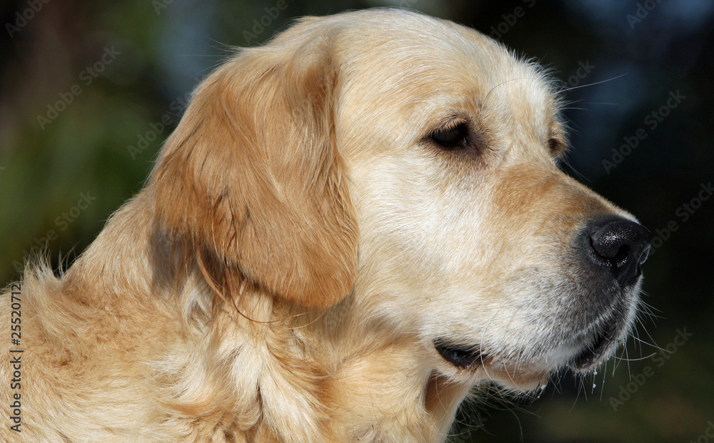 gros plan sur le tête du golden retriever