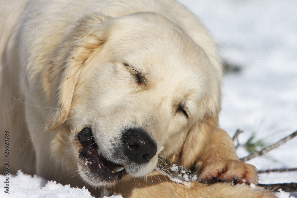 extase du golden retriever mordillant son bout de bois extase du golden retriever mordillant son bout de bois