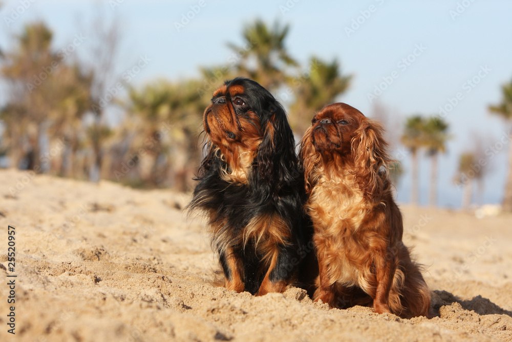 mimétisme chez deux épagneuls king Charles