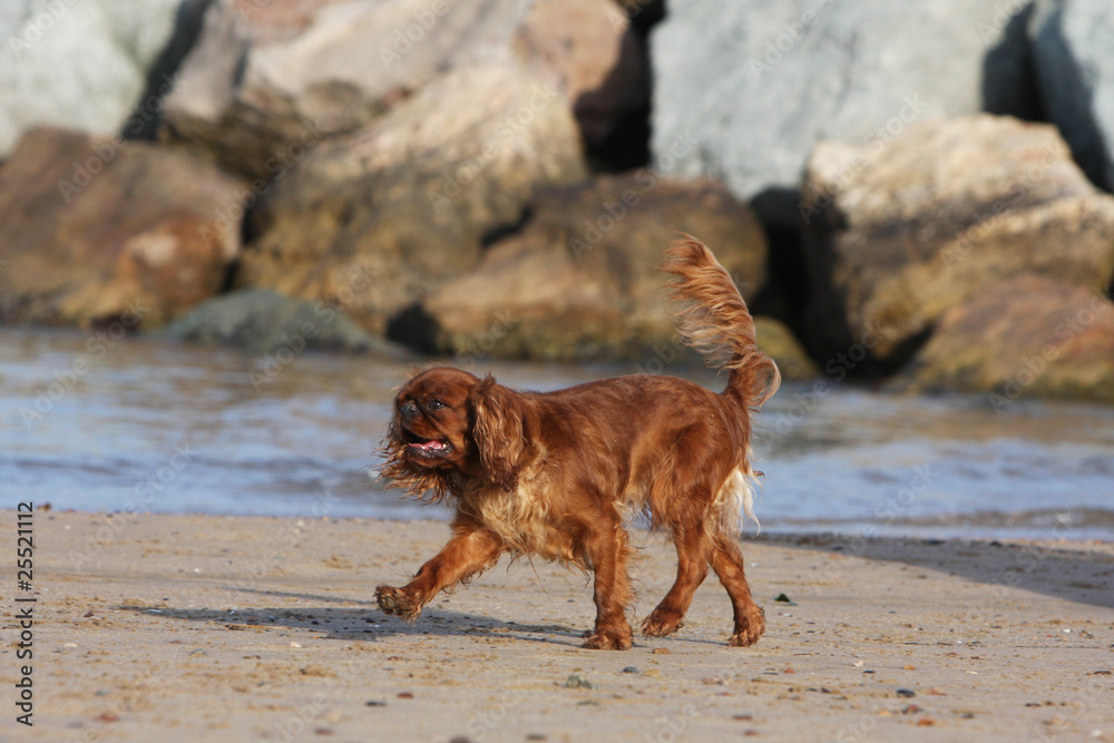 spaniel king charles walking on holidays spaniel king charles walking on holidays