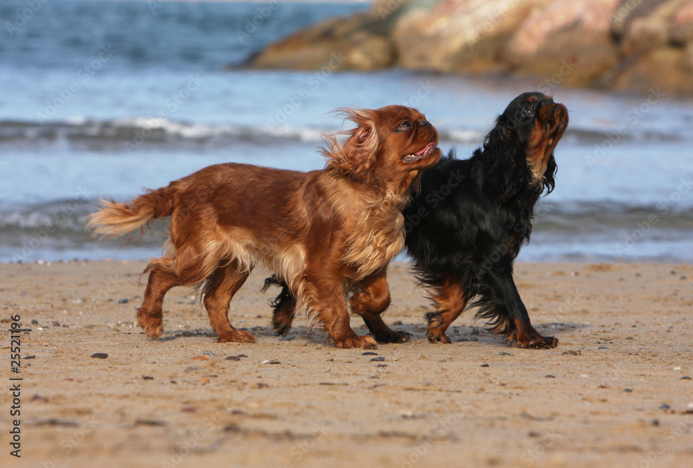 marche au pas de deux épagneuls king charles marche au pas de deux épagneuls king charles