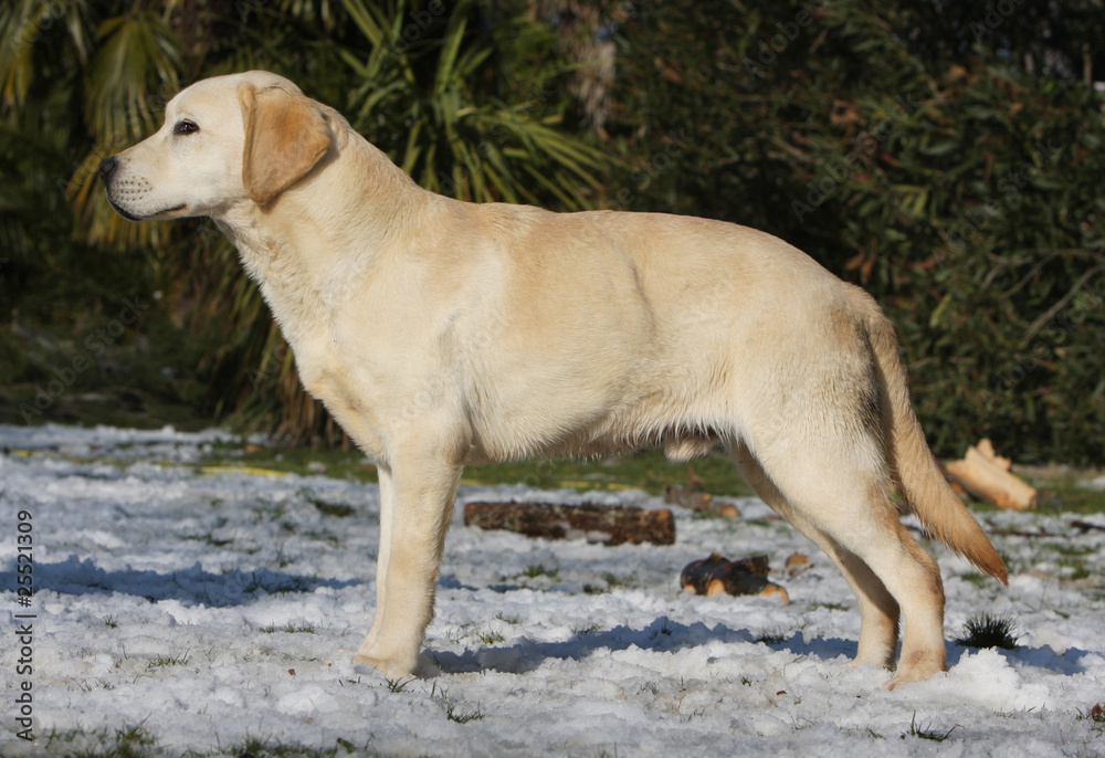 standard d'un labrador retriever jaune dans la neige