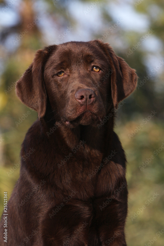 portrait d'un labrador chocolat au regard triste