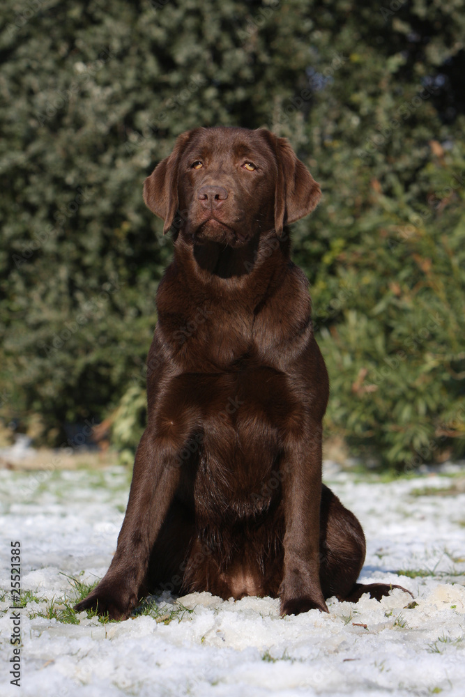 un labrador chocolat assis au regard tendre un labrador chocolat assis au regard tendre