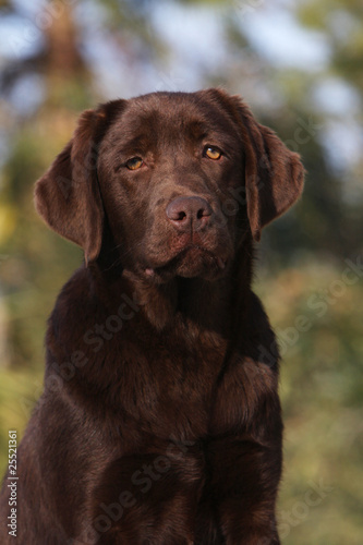 portrait d'un labrador chocolat au regard triste