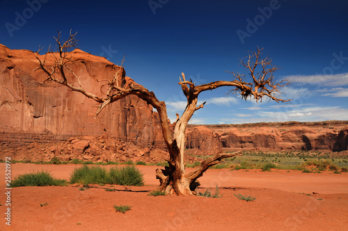 Arbre du désert