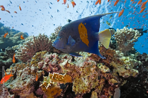 Obraz na płótnie Yellowbar Angelfish on the coral reef w salonie