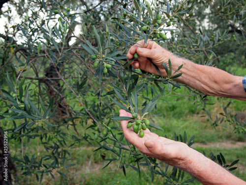 raccolta olive