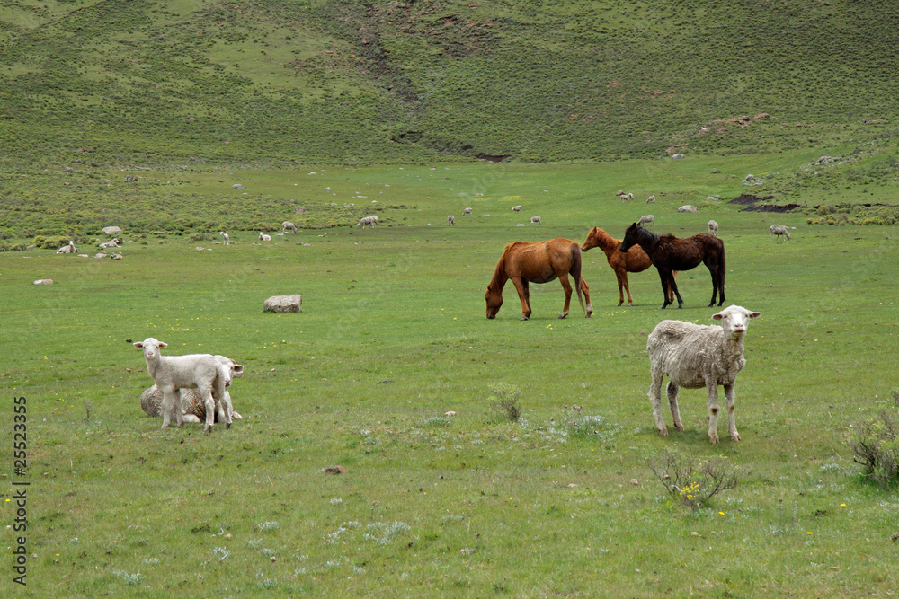 Fototapeta premium Grazing horses and sheep, Lesotho