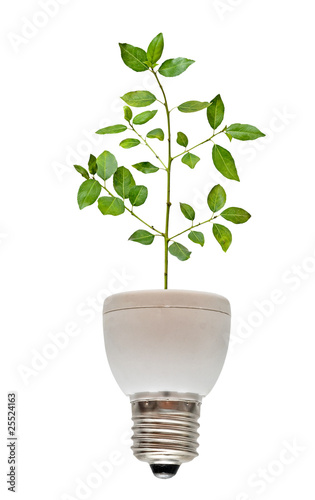 Tree growing from base of fluorescent lamp