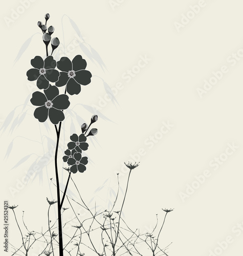 beautiful forget-me-nots