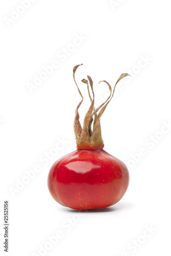 Whole single fresh red rose hip photo