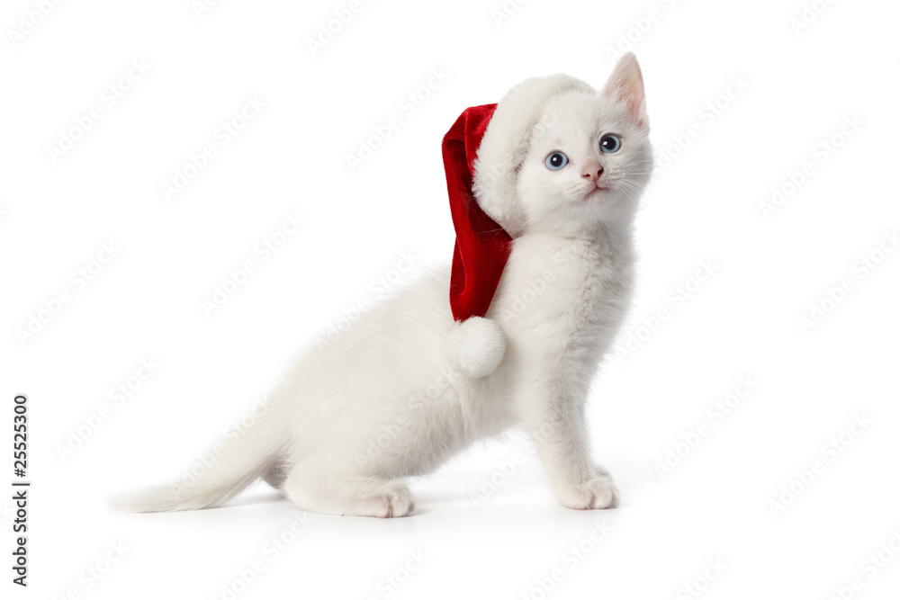 White kitten with a christmas hat White kitten with a christmas hat