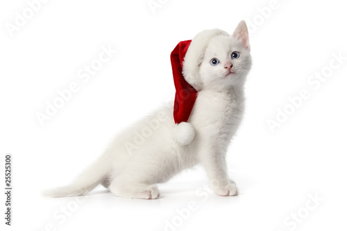 White kitten with a christmas hat