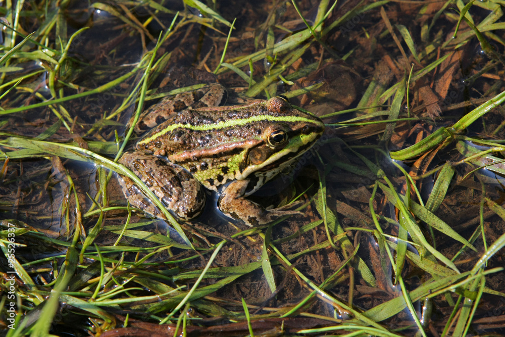 Frog in river Frog in river