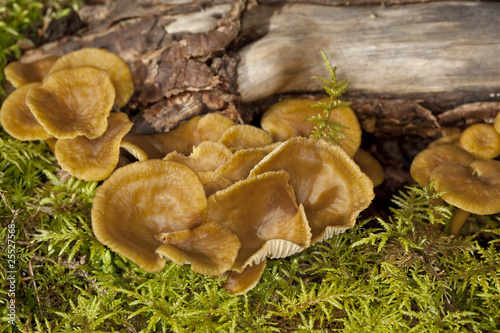 Winter mushroom (Cantharellus tubaeformis)