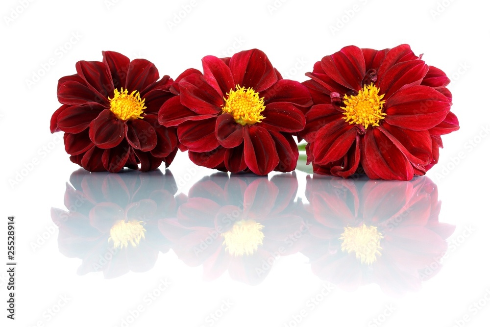 red Dahlia