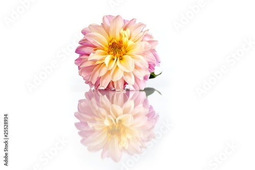 Dahlia
