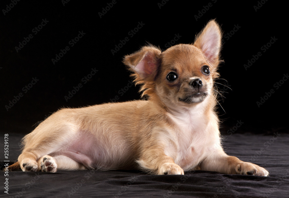 amusing chihuahua puppy