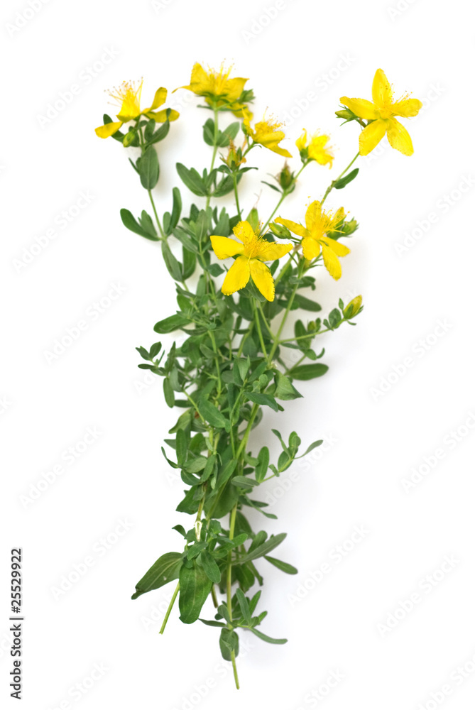 St Johns wort isolated on white