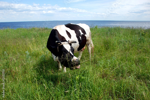 A nice cow on a village meadow